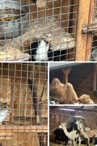 Kolaż zdjęć zwierząt z mini zoo.